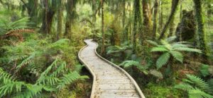 Rain forest, way, footbridge, Ship Creek, west Coast, south Island, New Zealand Rain forest, way, footbridge, Ship Creek, west Coast, south Island, New Zealand